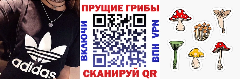 Купить закладки  Дигора  Галлюциногенные грибы Psilocybe 